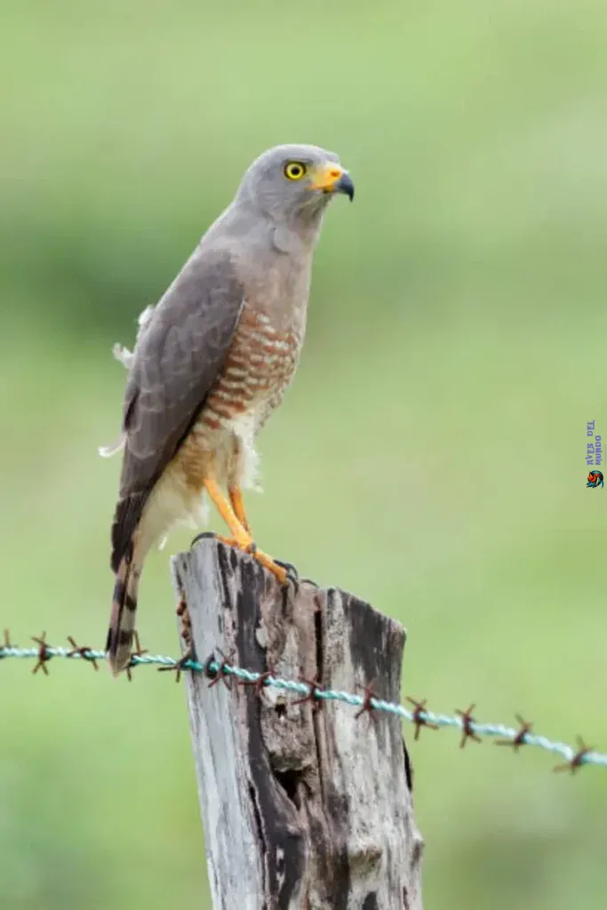  ¿Cómo cazan los halcones?-Posarse y esperar