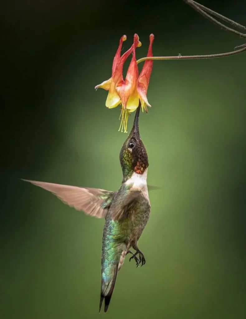 ¿Cuándo regresan los colibríes ¿Cuándo colocar comederos para colibríes