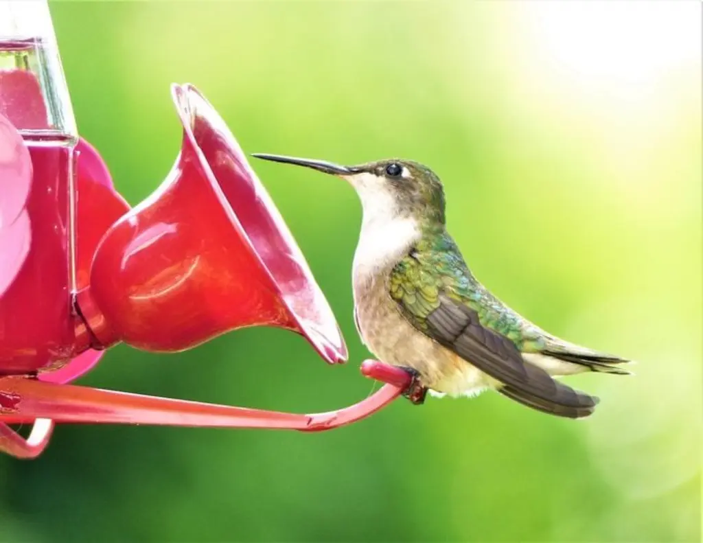 ¿Cuándo regresan los colibríes