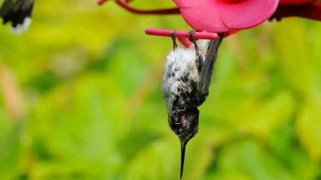 Enigmático lugar de descanso de los colibríes