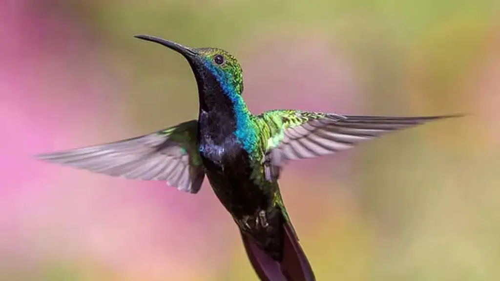¿Pueden los colibríes volar hacia atrás