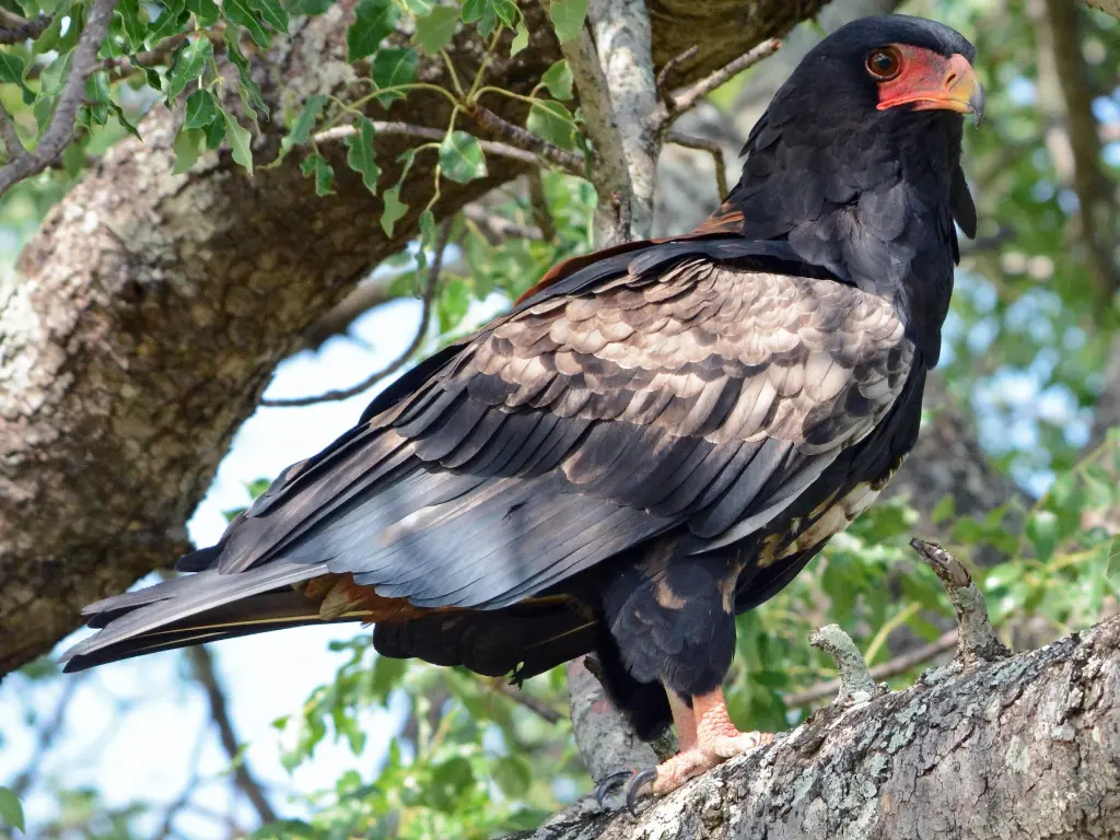 Águila Bateleur