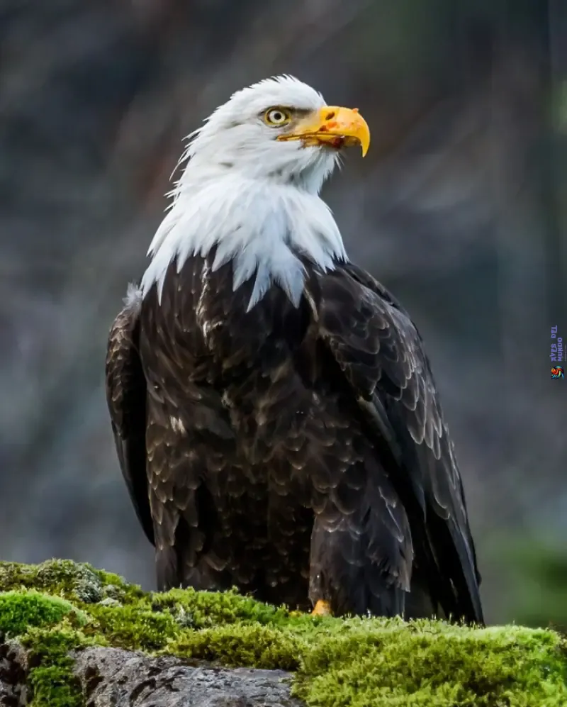 águila calva