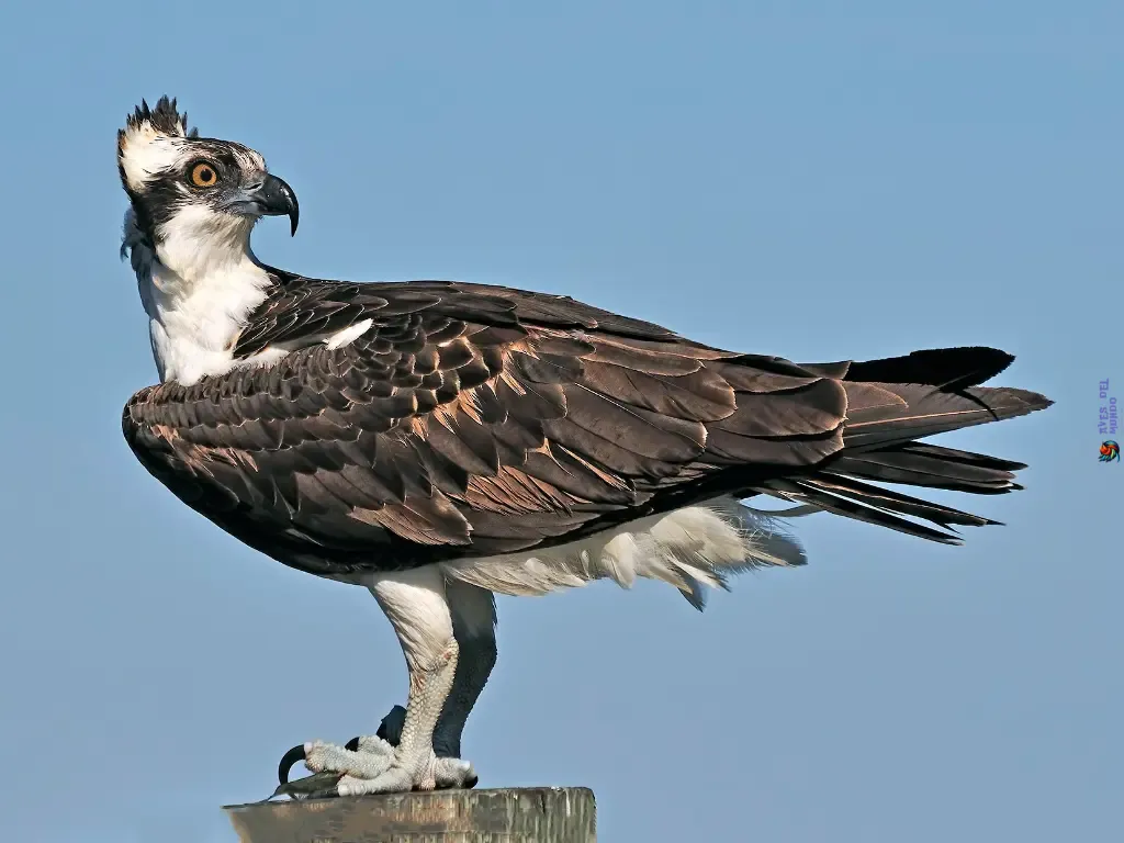 Águila Pescadora 