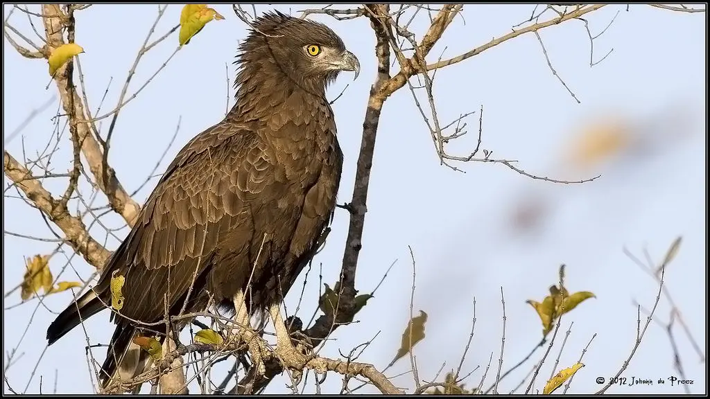 Águila Serpiente Marrón