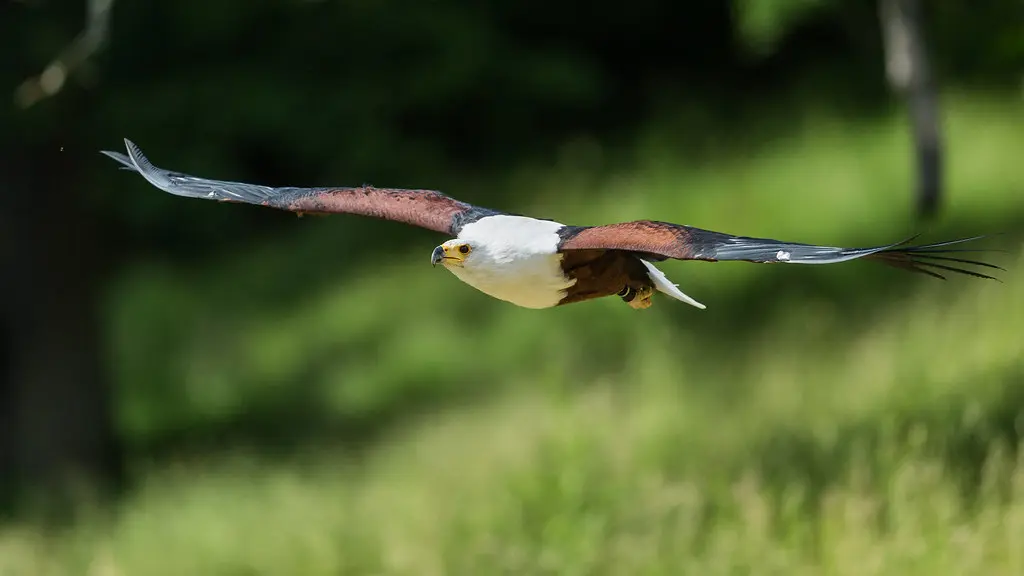 Águila pescadora africana