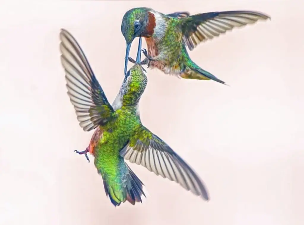 Alguna vez los colibríes que luchan se lastiman entre sí