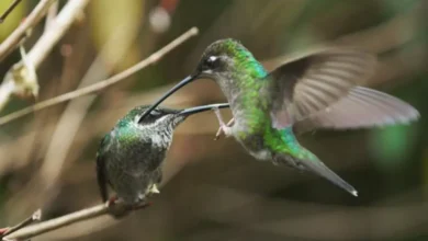 Alguna vez los colibríes que luchan se lastiman entre sí