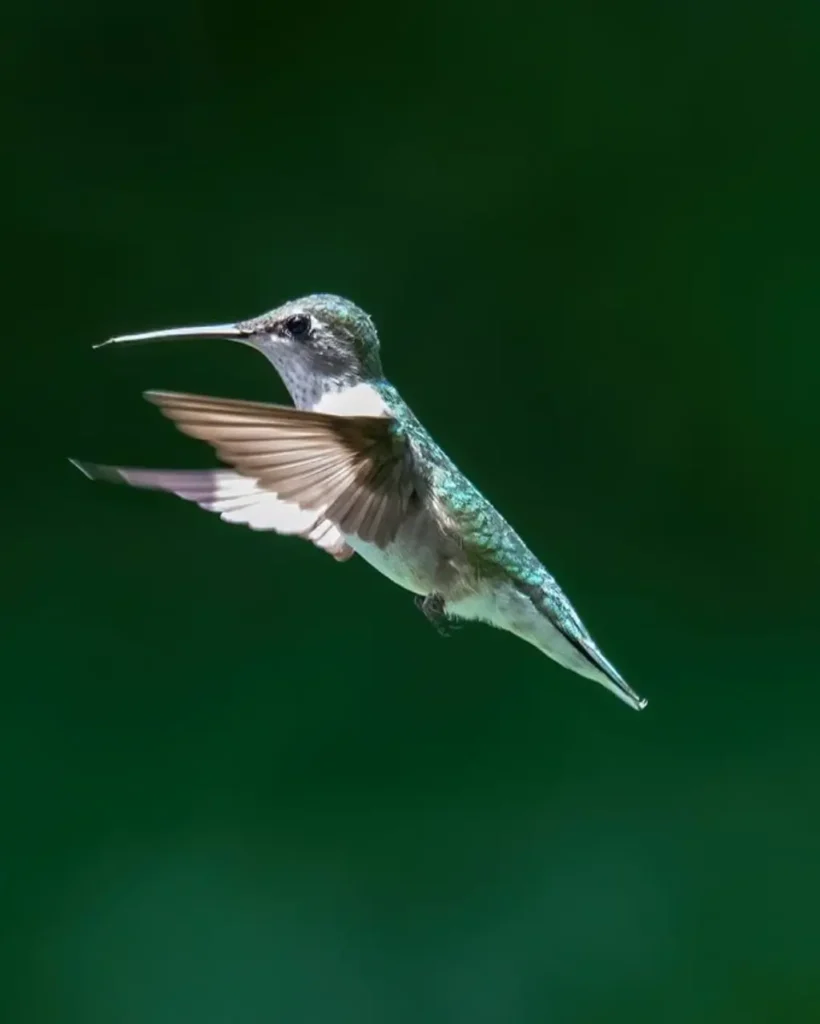 Anatomía del colibrí