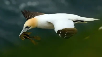 Aves Más Rápidas del Mundo-alcatraz-comun