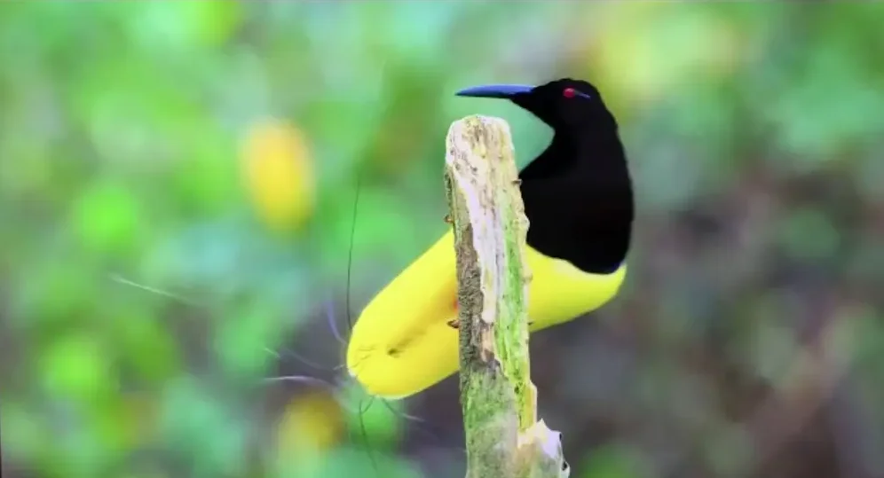 Aves del paraíso amarillas
