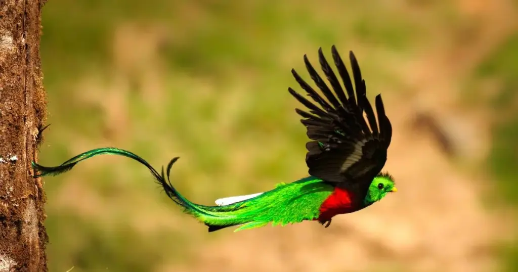 Aves del paraíso verdes
