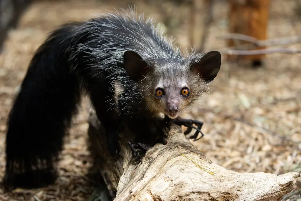 Aye-aye (Daubentonia madagascariensis)