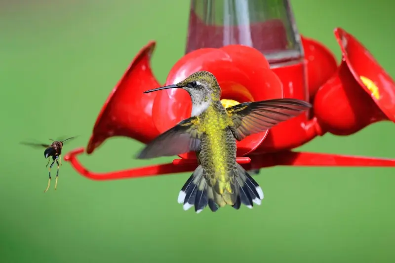 Bloquee los insectos del agua azucarada para los colibríes