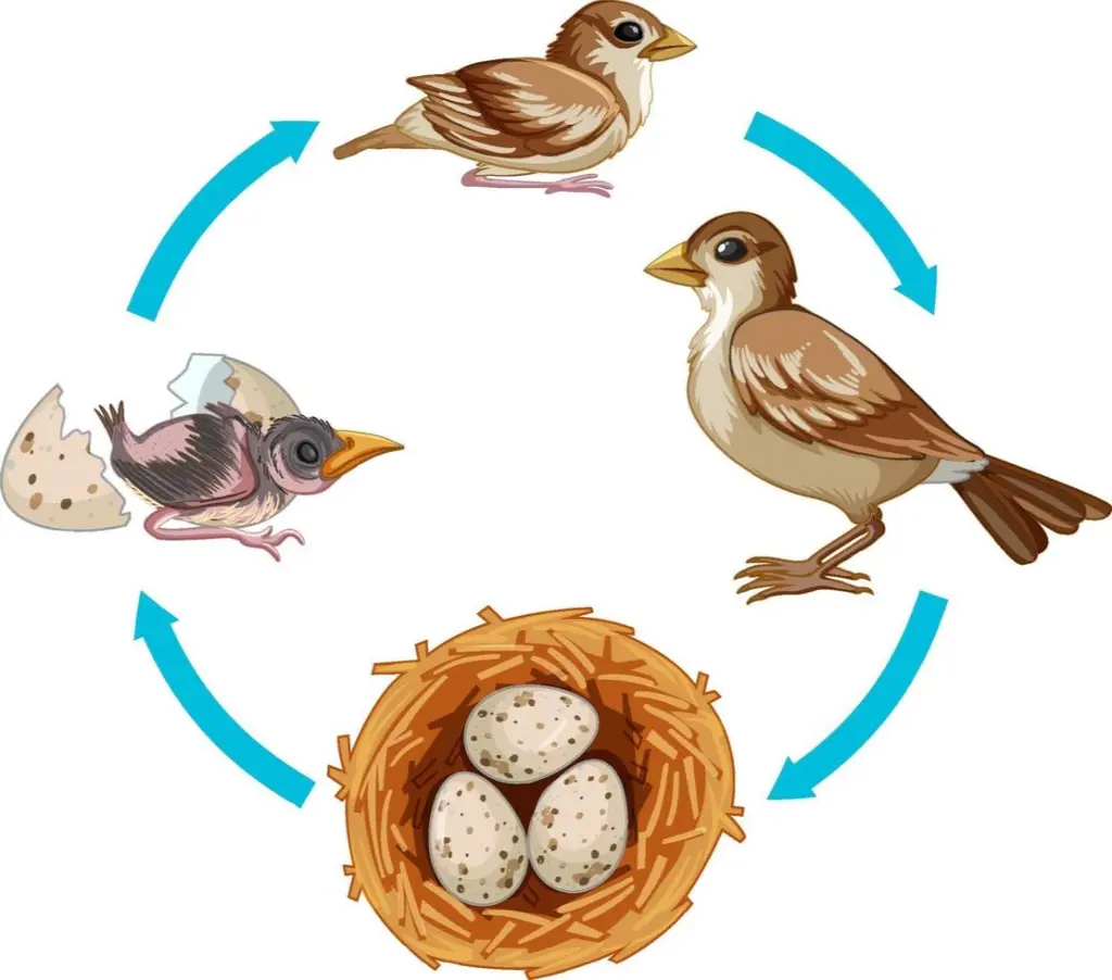 Ciclo de reproducción de las aves