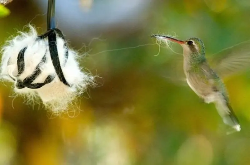 Colibrí recolecta material para anidar