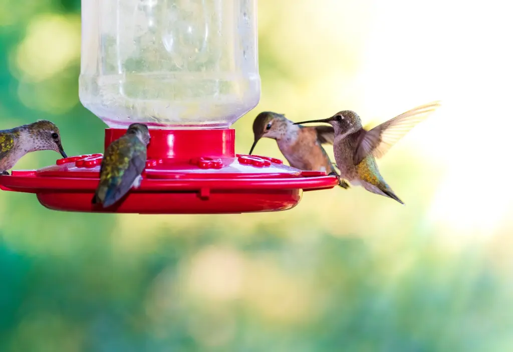 Comida para colibrí-agua azucarada para colibríes