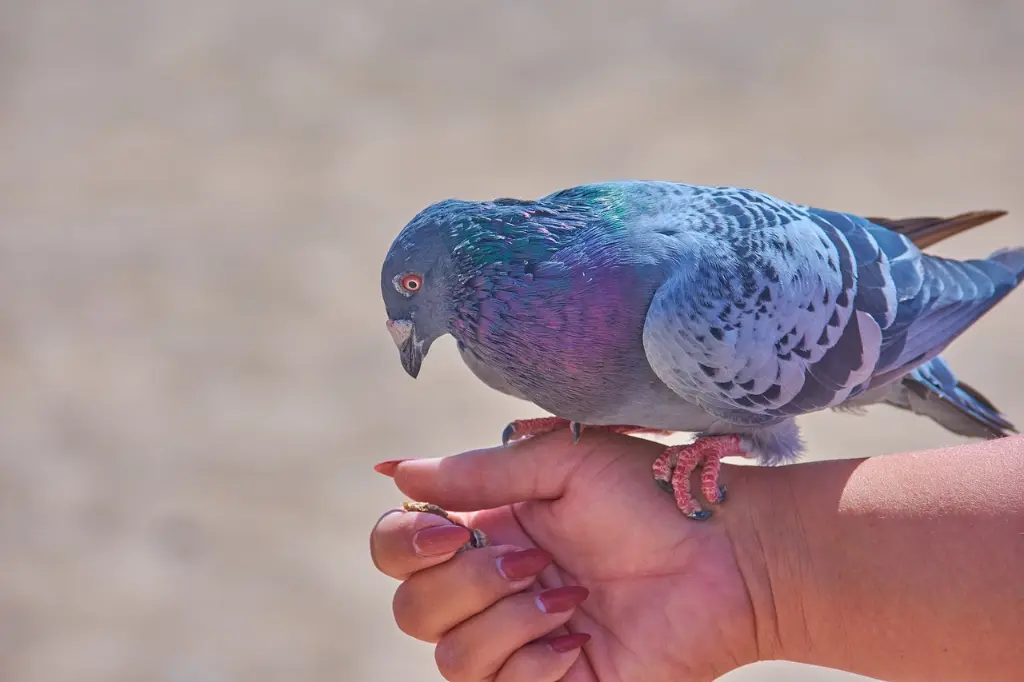 Cómo Cuidar de las Palomas como Mascotas