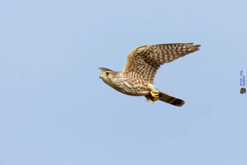 Cómo cazan los halcones