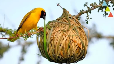 Cómo construyen sus nidos las aves