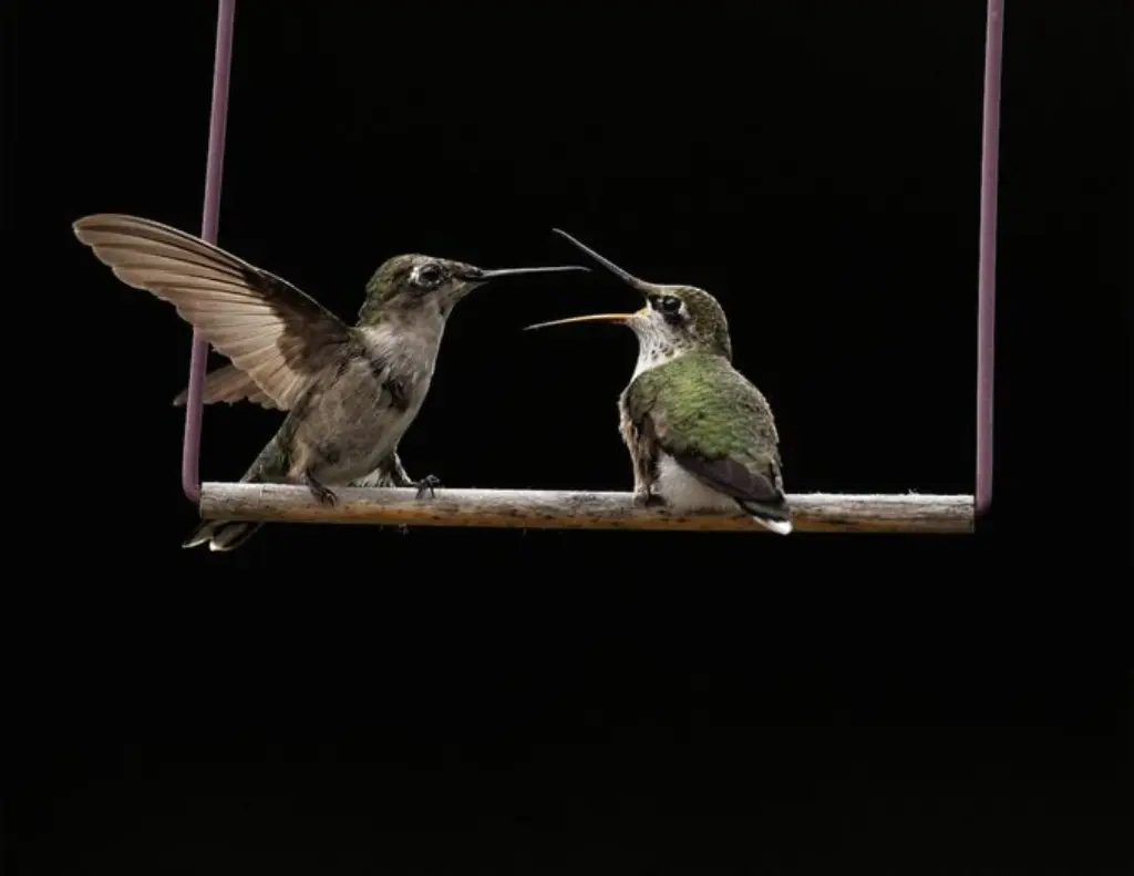 Cómo evitar que los colibríes peleen