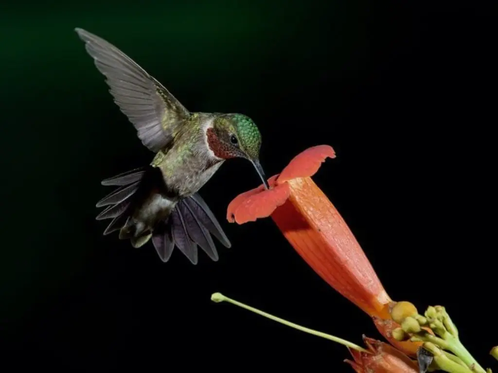 Cómo funcionan las alas de colibrí