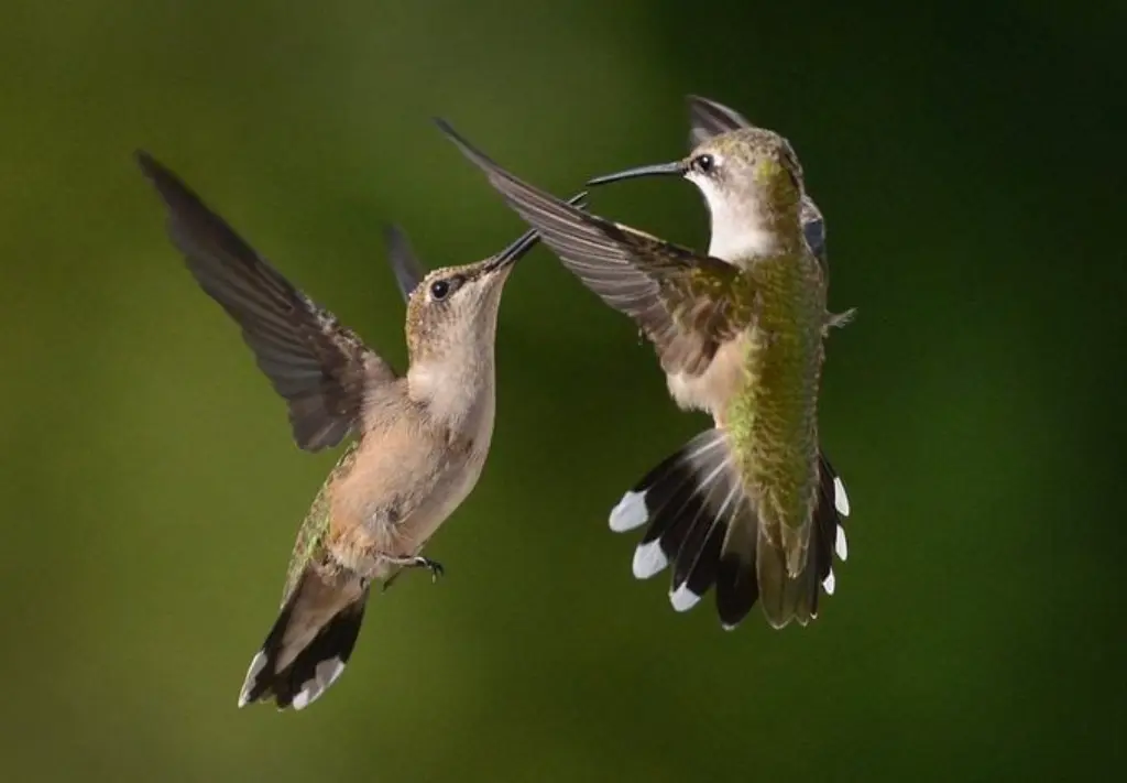 Cómo funcionan las alas de colibrí