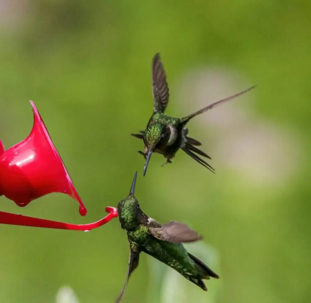 Cómo manejar las lesiones de los colibríes