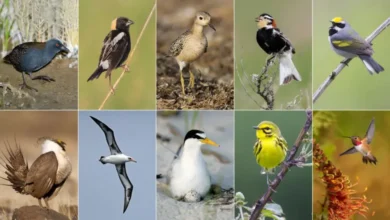 Cómo podemos proteger a las aves amenazadas