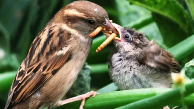 Cómo se alimentan las aves