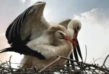 Cómo se reproducen las aves