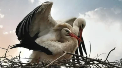 Cómo se reproducen las aves
