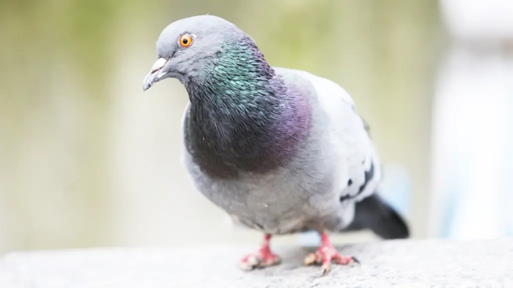 Comportamiento de las Palomas Patrones y Señales