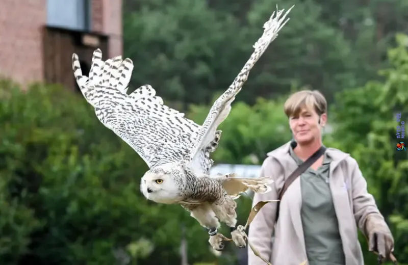 Contribuyendo a la conservación de aves rapaces