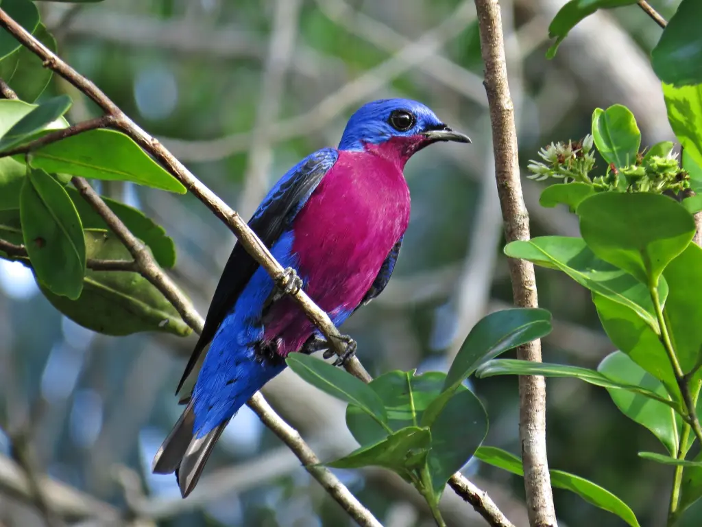 Cotinga Púrpura (Cotinga purpurea)