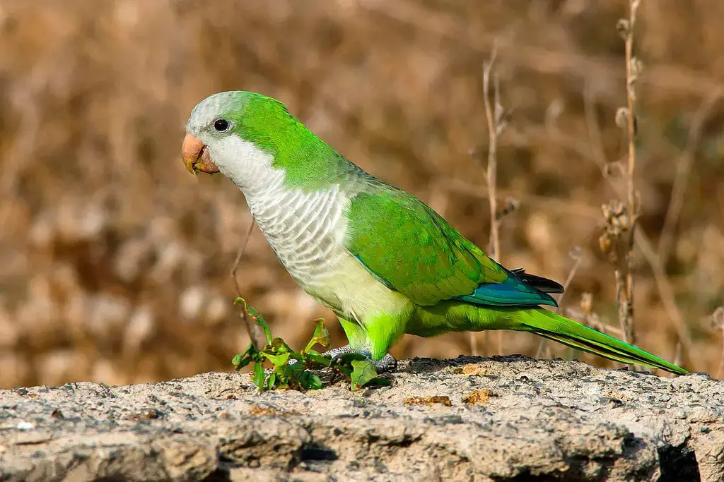 Los loros Quaker son considerados especies invasoras