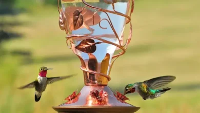 Cuándo debería colocar comederos para colibríes en primavera