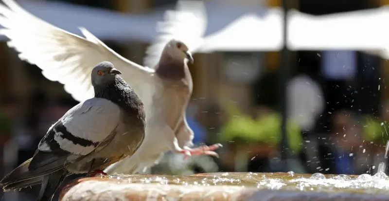 Desmitificando los Mitos La verdad sobre las Palomas