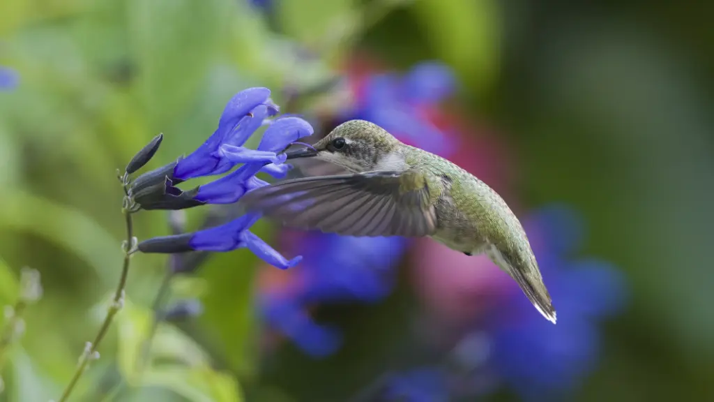 Diseñe un jardín para mantener seguros a los colibríes