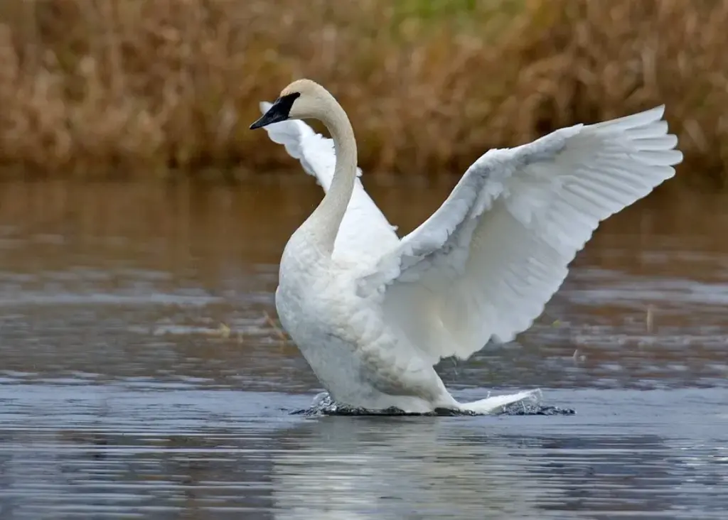 El Cisne Trompetero El Ave con la Envergadura Más Larga