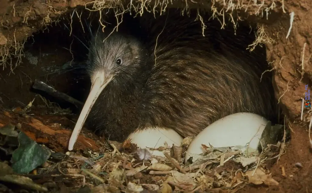 El Peligro de Extinción del Pajaro Kiwi Marrón