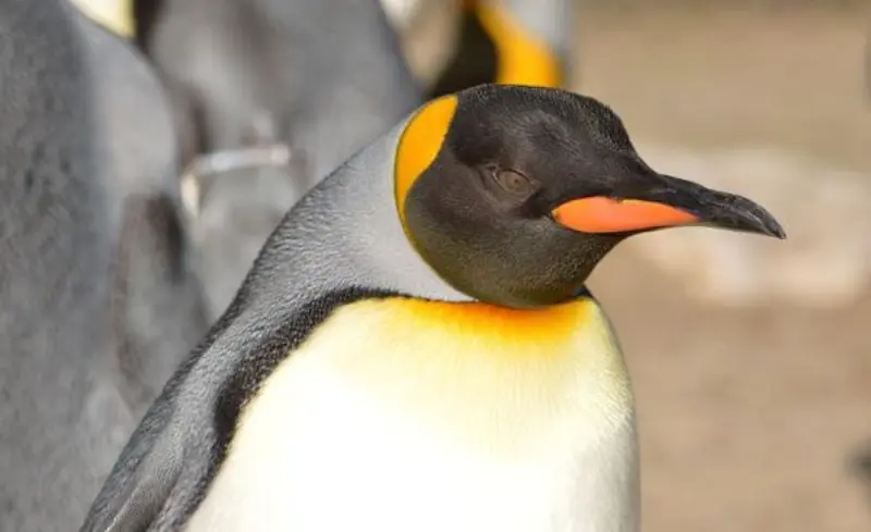 El Pingüino Emperador El Ave Más Grande de la Antártida