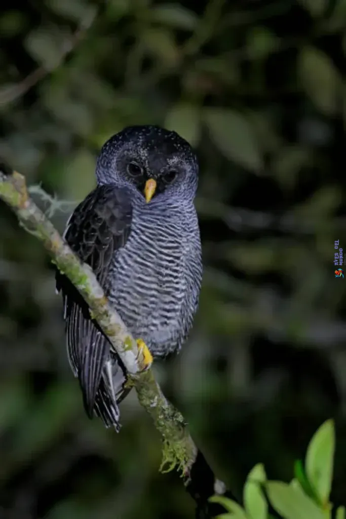 El mundo nocturno de las aves de presa