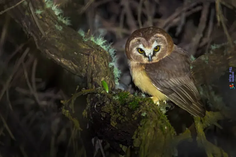 El mundo nocturno de las aves de presa