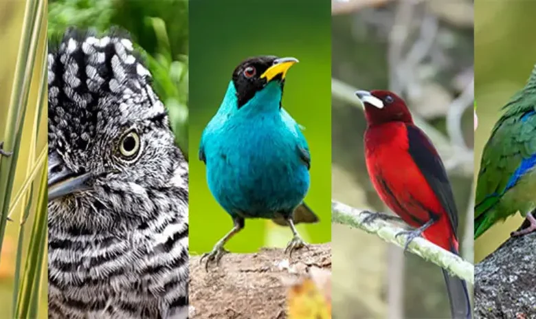 Especies de Aves