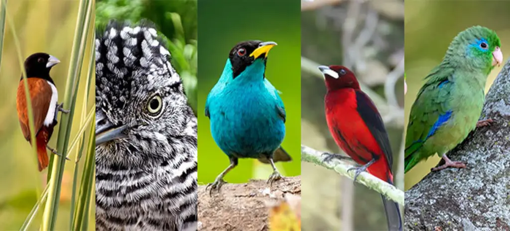 Especies de Aves