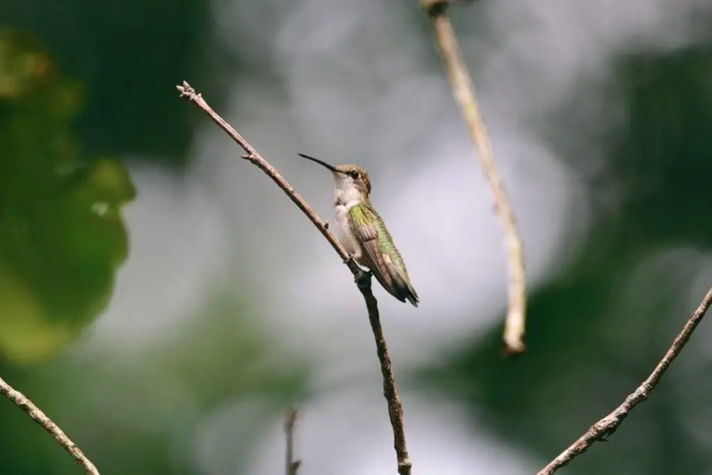 Familia de colibríes