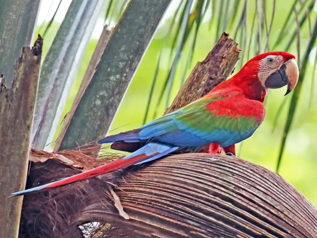 Guacamayo Rojo