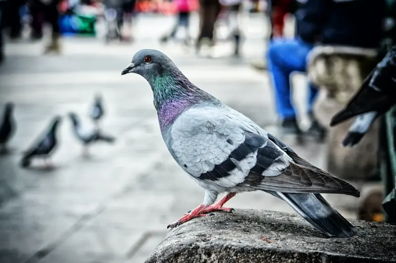 Hábitat de las Palomas en la Naturaleza