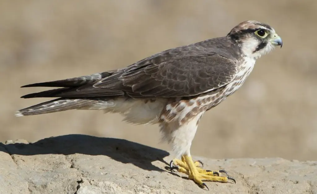 Halcón aguilucho africano